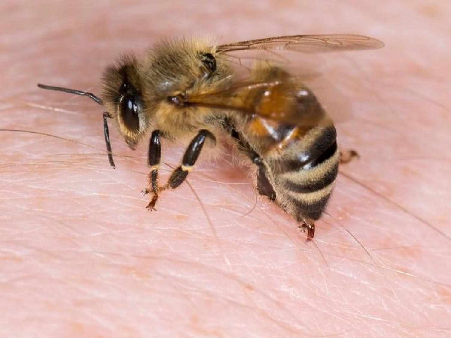 A méh- és darázscsípés veszélyeiről