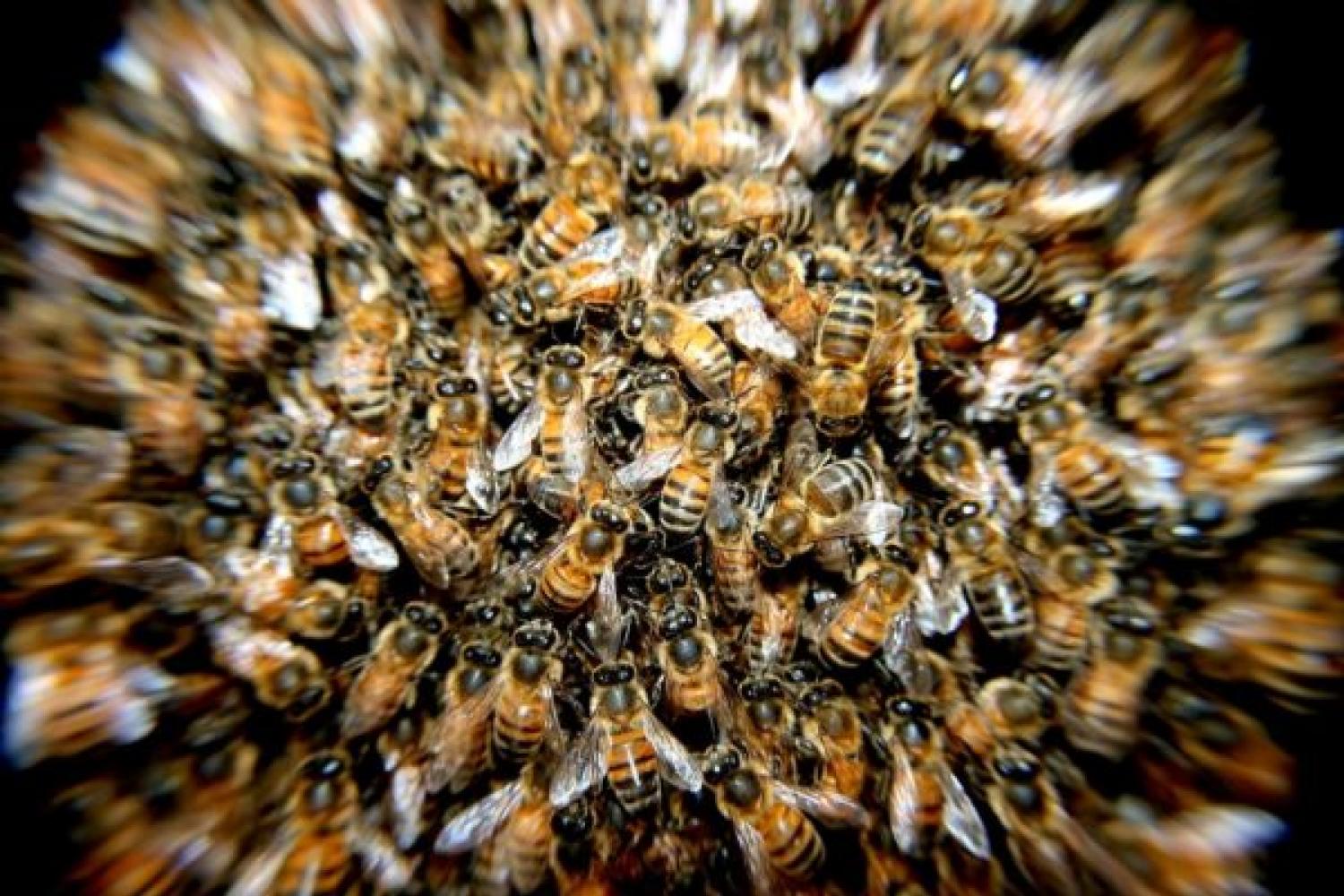 Községi méhzárlat